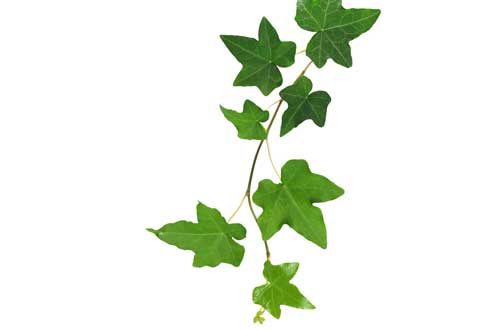 Ivy Leaf Extract - Panacea Phytoextracts